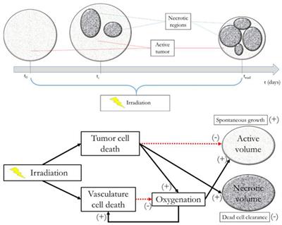 Model-Supported Radiotherapy Personalization: In silico Test of Hyper- and Hypo-Fractionation Effects